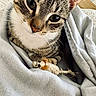 Snuggles joined the competition — help win amazing prizes! animal, blanket, cat, closeup, comfort, cozy, curious, cute, domestic, fur, indoor, mammal, pet, playful, resting, soft, tabby, toy_mouse, whiskers, young_cat