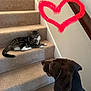 animal, banister, brown_dog, canine, carpet, cat, curious, dog, domestic_animal, feline, heart_drawing, home, indoor, looking_up, pet, portrait, relaxed, sitting, stairs, tabby_cat