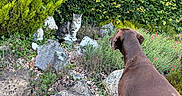 Reubenstein joined the competition — help win amazing prizes! dog, cat, garden, rocks, greenery, plants, flowers, bush, grass, nature, outdoor, animal, pet, curious, alert, tabby_cat, brown_dog, standoff, foliage, leaves