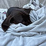 Reubenstein joined the competition — help win amazing prizes! dog, brown_dog, blanket, soft_texture, cozy, resting, indoor, fur, pet, animal, curious_eyes, comfort, snuggled, couch, home, relaxation, closeup, sleepy, wrapped, warm