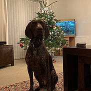 Reubenstein is registered to the contest to win money with this photo: dog, christmas_tree, living_room, carpet, furniture, fish_tank, ornaments, holiday_decor, pet, indoor, collar, wooden_table, curtains, radiator, lights, home, decor, animal, floor, cozy