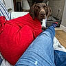 Reubenstein is registered to the contest to win money with this photo: dog, red_towel, striped_couch, blue_jeans, socks, wooden_floor, indoor, plant, chair, blanket, pet, relaxing, cozy, living_room, furniture, brown_dog, looking, comfort, home, casual