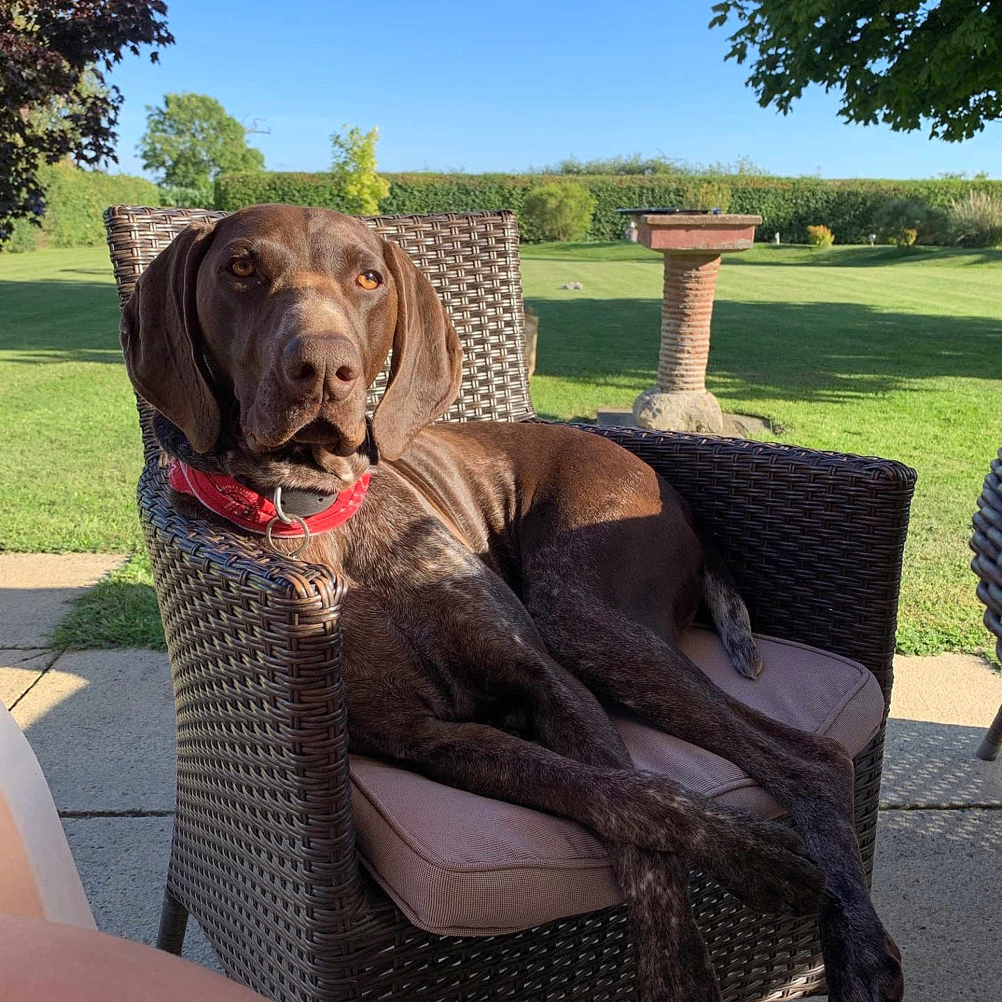 Reubenstein is registered to the contest to win money with this photo: dog, brown_dog, wicker_chair, outdoor, garden, green_grass, blue_sky, sunlight, collar, pet, relaxed, canine, nature, summer, animal, daylight, leisure, backyard, shaded_area, peaceful