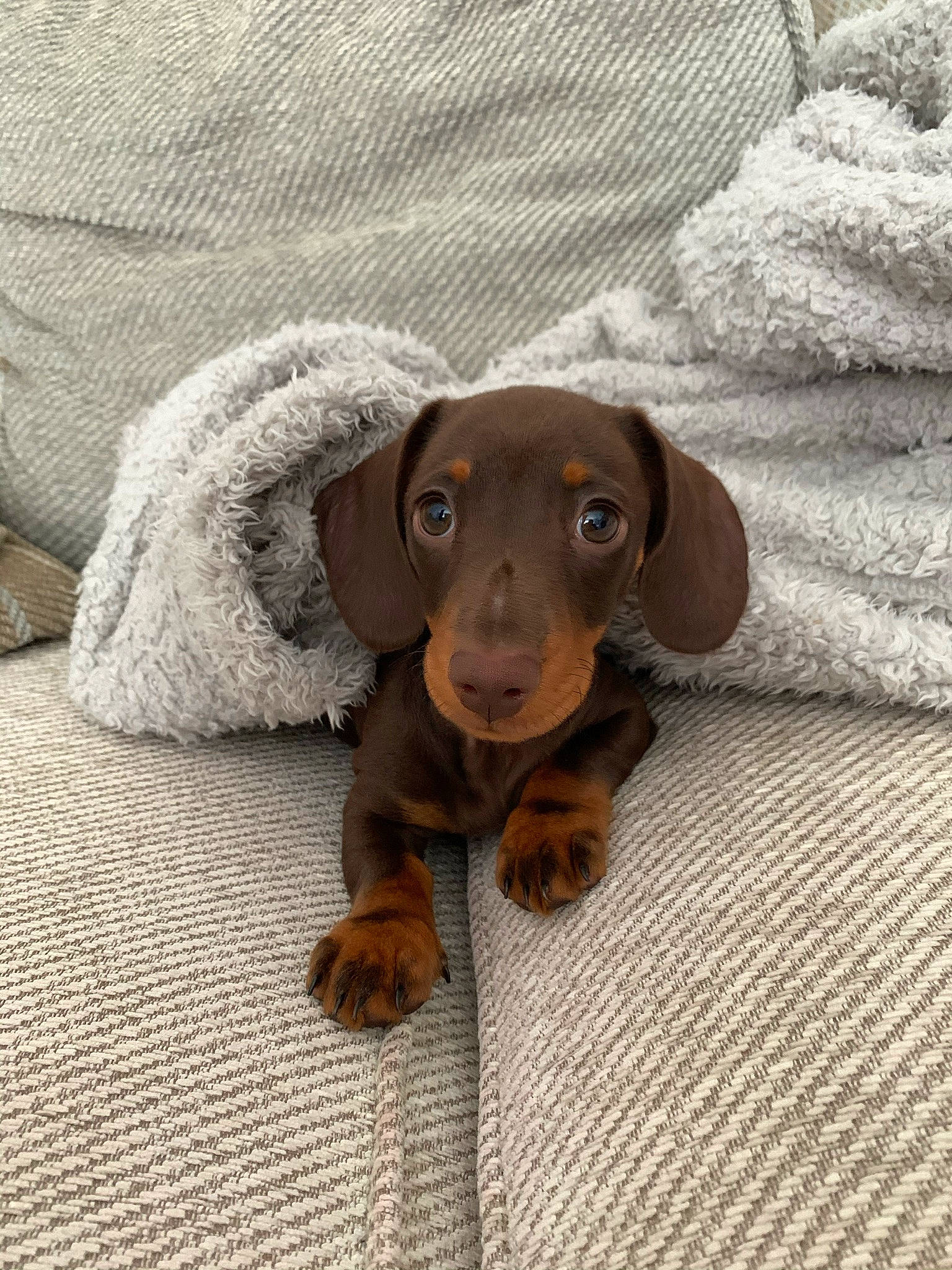 Fergus is registered to the contest to win money with this photo: brown, canidae, carnivore, comfort, companion_dog, dachshund, dog, dog_breed, fawn, hound, linens, liver, mammal, non_sporting_group, pet_supply, snout, sporting_group, tan, working_animal, working_dog