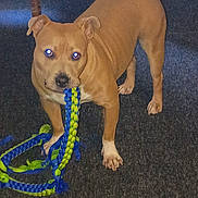 Ivy is registered to the contest to win money with this photo: dog, pet, tan_dog, standing, rope_toy, chewing, indoor, carpet, chair, brown_fur, short_hair, collarless, animal, canine, playful, front_view, portrait, glowing_eyes, home, toy