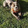 animal, canine, cute, daylight, dog, ears, friendly, grass, greenery, leisure, muzzle, nature, orange_harness, outdoor, paw, pet, playful, resting, sunlight, toy