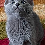 Rampage joined the competition — help win amazing prizes! cat, kitten, gray_cat, fluffy, fur, whiskers, ears, eyes, round_eyes, sitting, paws, indoor, carpet, patterned_carpet, pet, animal, portrait, close_up, cute, feline