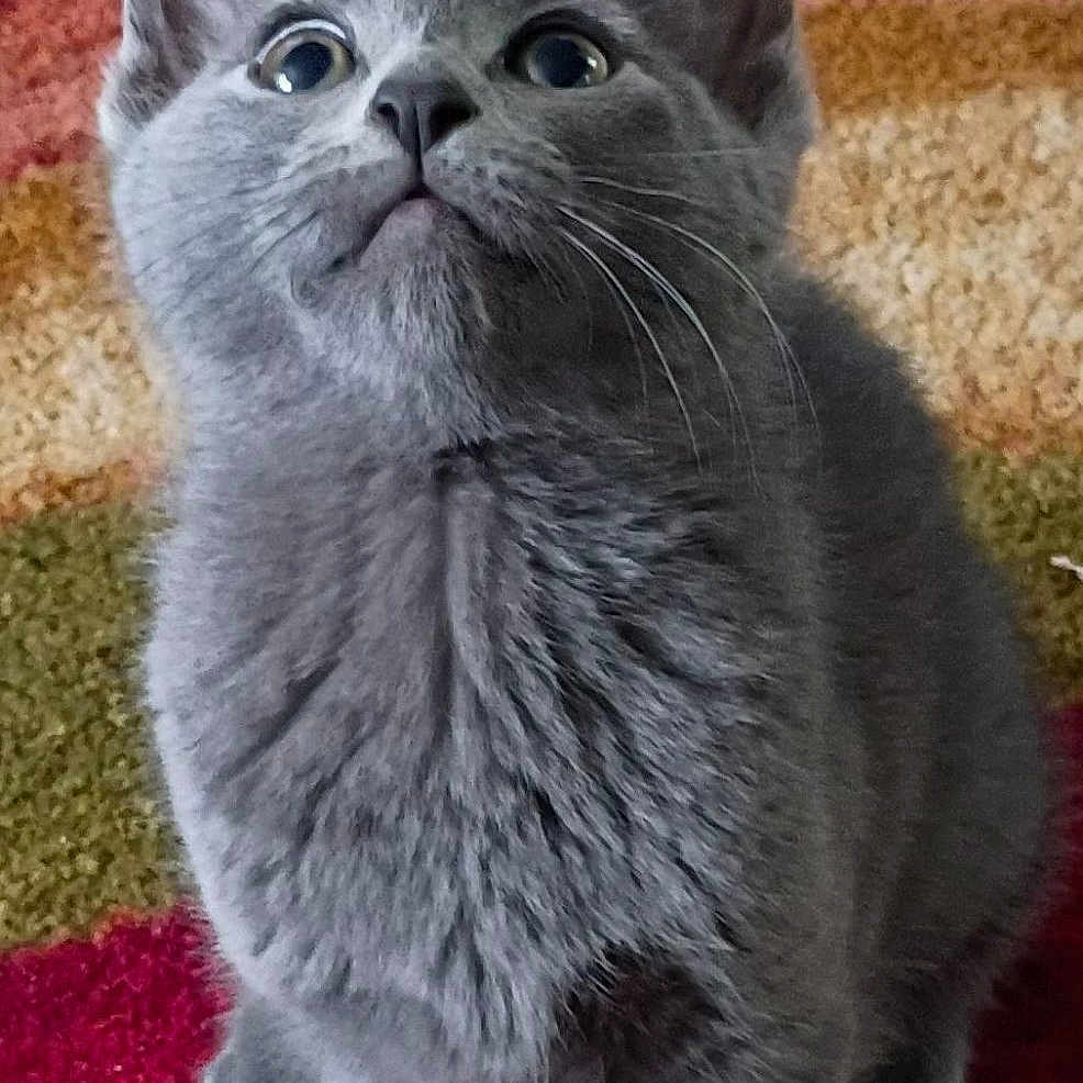 Rampage joined the competition — help win amazing prizes! cat, kitten, gray_cat, fluffy, fur, whiskers, ears, eyes, round_eyes, sitting, paws, indoor, carpet, patterned_carpet, pet, animal, portrait, close_up, cute, feline
