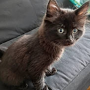 Ruckus is registered to the contest to win money with this photo: cat, kitten, fluffy, dark_fur, long_hair, blue_eyes, animal, pet, sitting, couch, indoors, portrait, closeup, whiskers, ears, paws, fur, cute, curious, home