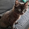 cat, kitten, fluffy, dark_fur, long_hair, blue_eyes, animal, pet, sitting, couch, indoors, portrait, closeup, whiskers, ears, paws, fur, cute, curious, home