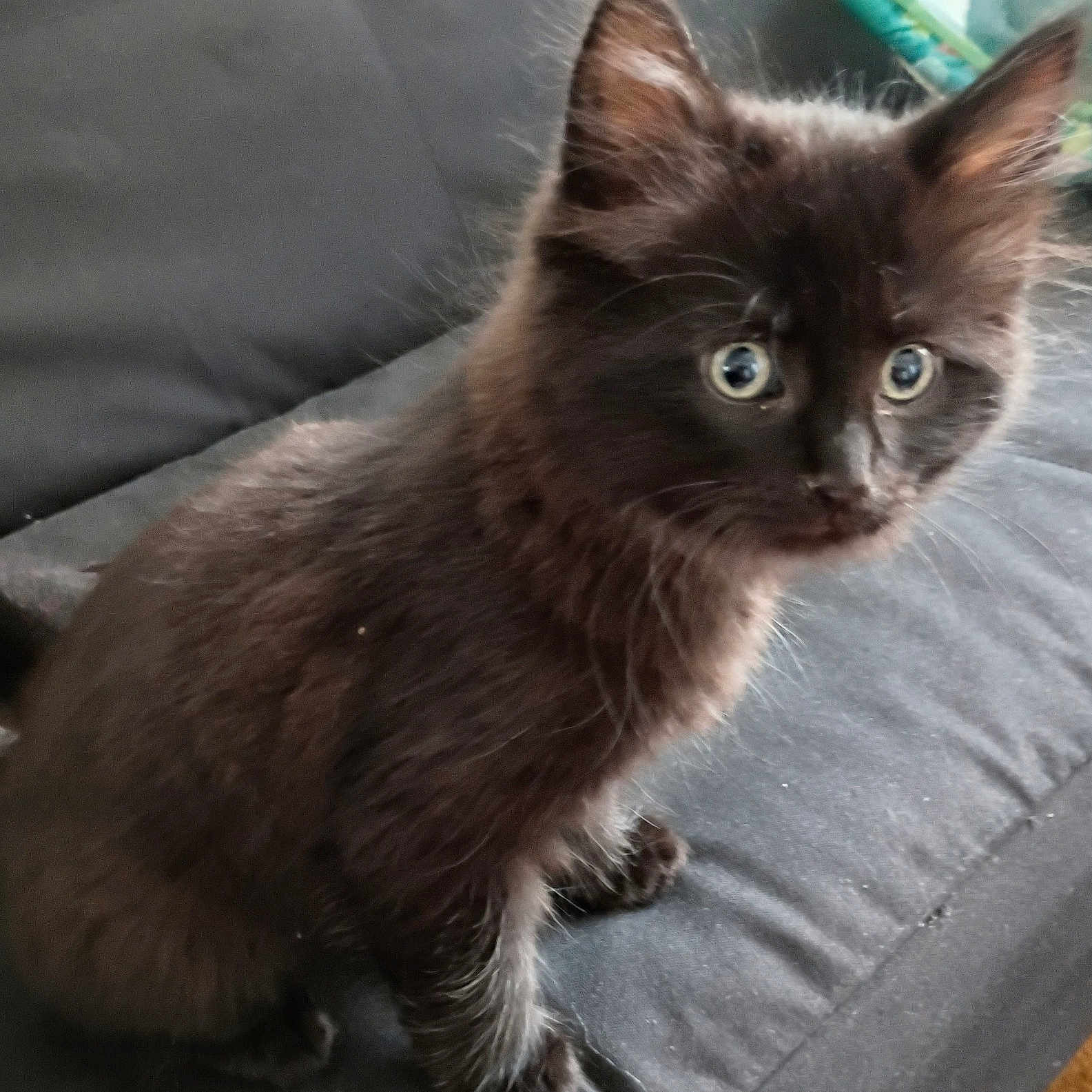 Ruckus