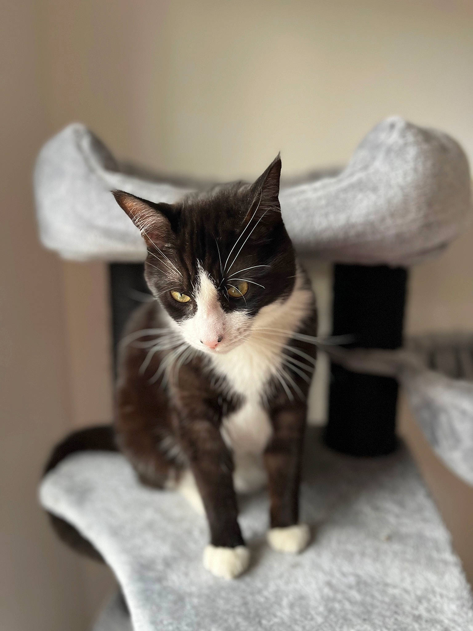 Taz participe au concours pour gagner de l'argent avec cette photo : carnivore, cat, claw, comfort, domestic_short_haired_cat, felidae, fur, grey, monochrome, monochrome_photography, paw, small_to_medium_sized_cats, snout, tail, whiskers