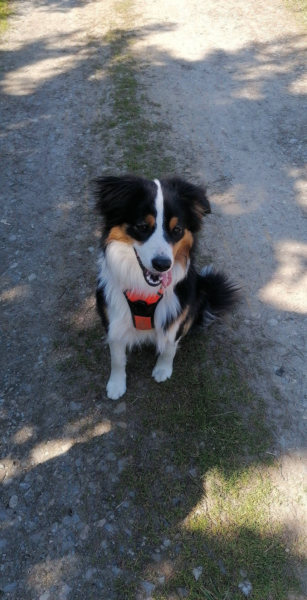 Pepsi participe au concours pour gagner de l'argent avec cette photo : australian_collie, australian_shepherd, bernese_mountain_dog, border_collie, canidae, carnivore, companion_dog, dog, dog_breed, english_shepherd, herding_dog, mammal, miniature_australian_shepherd, rare_breed_dog, small_greek_domestic_dog, sporting_group, vertebrate, welsh_sheepdog, working_dog