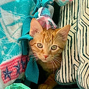 Remy is registered to the contest to win money with this photo: cat, kitten, orange_tabby, blanket, cushion, cozy, pet, indoor, feline, cute, whiskers, ears, curious, young, animal, resting, soft_texture, colorful, playful, home