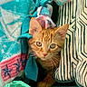 cat, kitten, orange_tabby, blanket, cushion, cozy, pet, indoor, feline, cute, whiskers, ears, curious, young, animal, resting, soft_texture, colorful, playful, home