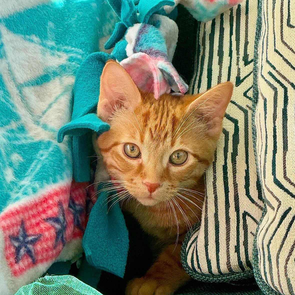Remy