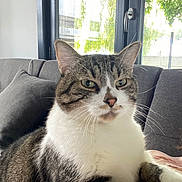 Isaac a rejoint le concours — aidez-le/la à gagner de superbes lots ! cat, tabby, white_chest, pet, animal, portrait, close_up, sitting, sofa, couch, indoors, window, sunlight, greenery, whiskers, ears, eyes, fur, home, relaxed