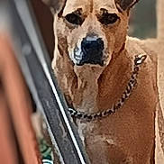 Roxy joined the competition — help win amazing prizes! dog, animal, pet, railing, brown_dog, standing, outdoor, chain_collar, fence, blurred_background, portrait, canine, watchful, medium_sized_dog, fur, ears, snout, close_up, looking, guard_dog