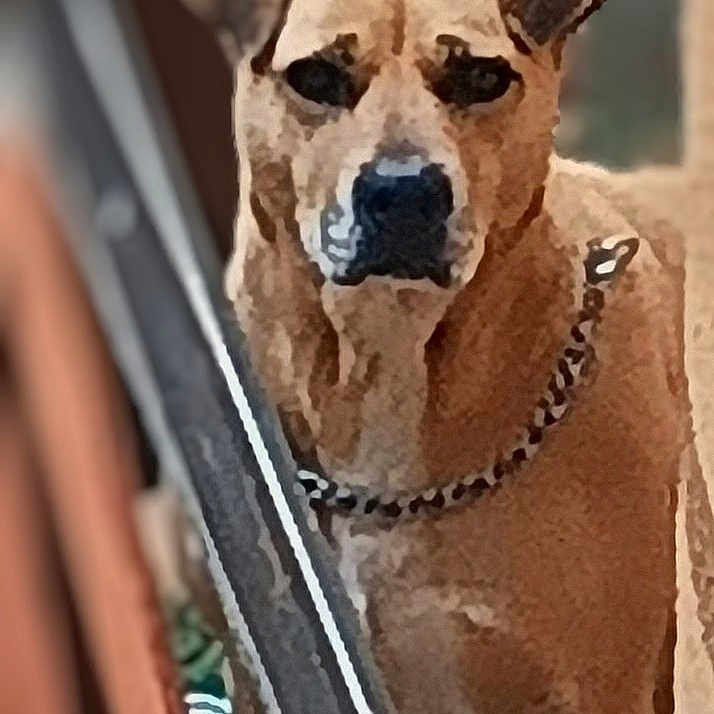 Roxy joined the competition — help win amazing prizes! dog, animal, pet, railing, brown_dog, standing, outdoor, chain_collar, fence, blurred_background, portrait, canine, watchful, medium_sized_dog, fur, ears, snout, close_up, looking, guard_dog