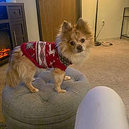 Mindy is registered to the contest to win money with this photo: animal, carpet, christmas_sweater, cozy, dog, festive, fireplace, fluffy, furniture, holiday, indoors, lamp, living_room, long_hair, ottoman, pet, pomeranian, portrait, red_sweater, small_dog