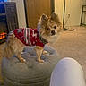 animal, carpet, christmas_sweater, cozy, dog, festive, fireplace, fluffy, furniture, holiday, indoors, lamp, living_room, long_hair, ottoman, pet, pomeranian, portrait, red_sweater, small_dog