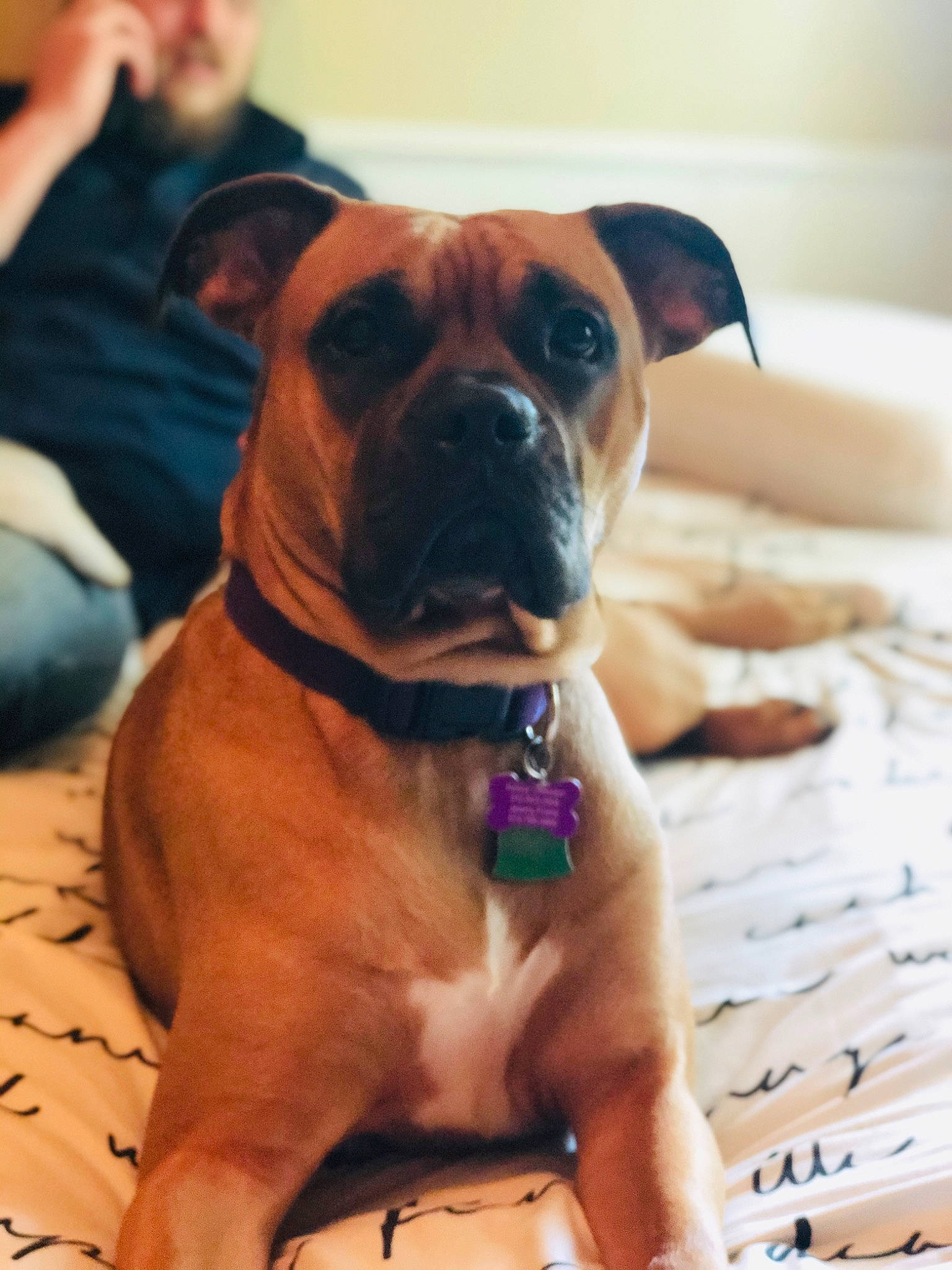Bailey joined the competition — help win amazing prizes! boxer, bulldog, bullmastiff, canidae, carnivore, companion_dog, dog, dog_breed, dog_collar, fawn, mammal, non_sporting_group, perro_de_presa_mallorquin, snout, valley_bulldog, vertebrate