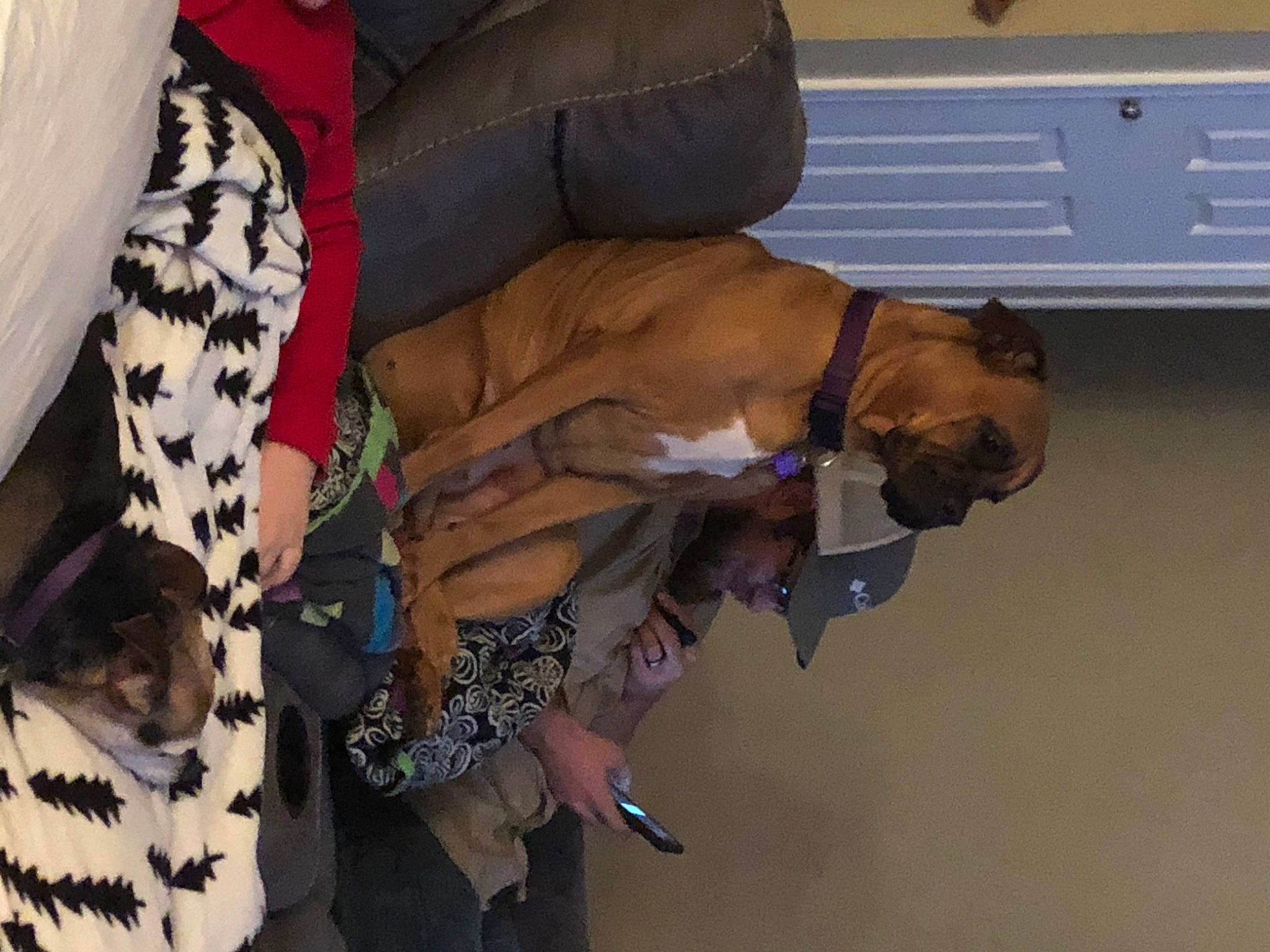 Bailey joined the competition — help win amazing prizes! canidae, carnivore, dog, dog_breed, fawn, fur, non_sporting_group, sporting_group