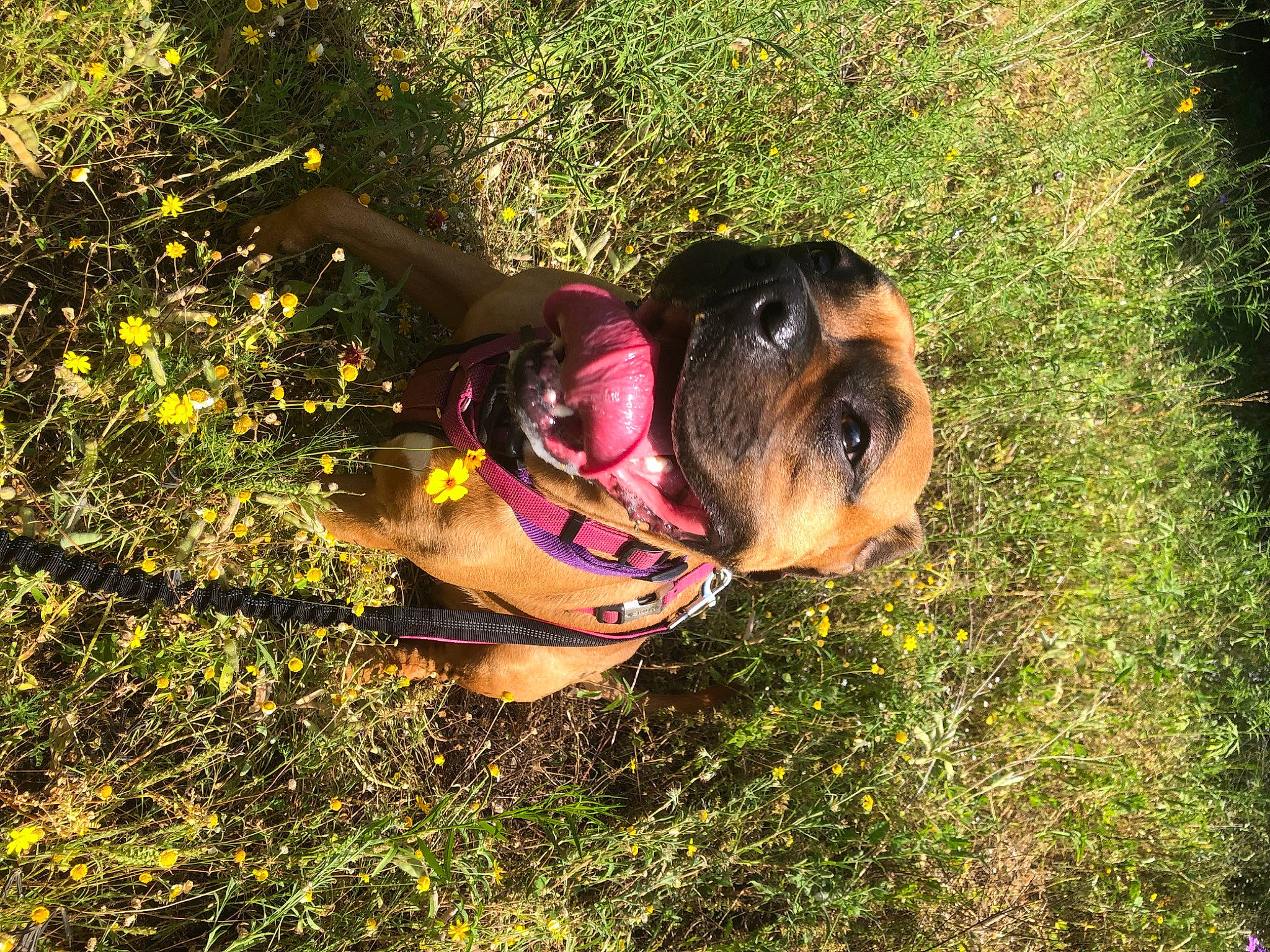 Bailey joined the competition — help win amazing prizes! canidae, carnivore, dog, dog_breed, fawn, fun, grass, sporting_group, sunlight