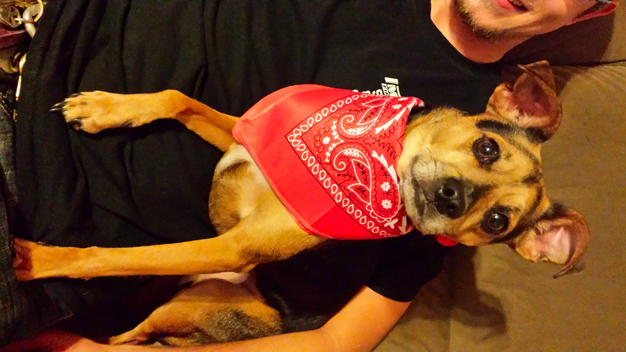 Cannoli joined the competition — help win amazing prizes! canidae, carnivore, companion_dog, dog, dog_breed, dog_clothes, ear, fawn, french_bulldog, mammal, non_sporting_group, paw, perro_de_presa_mallorquin, pug, puppy_love, snout, toy_dog