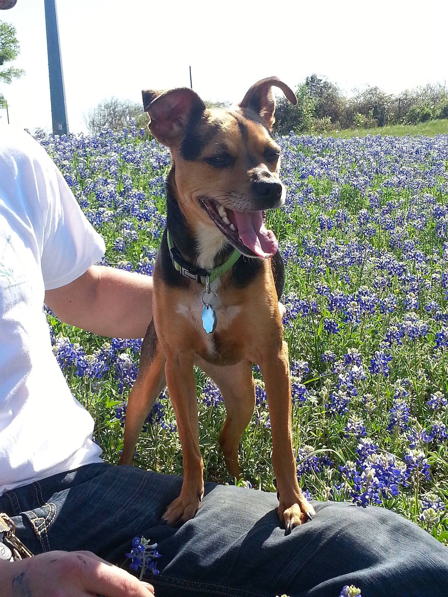 Cannoli is registered to the contest to win money with this photo: canidae, carnivore, dog, dog_breed, fawn, feist, flower, mammal, plant, potcake_dog, wildflower