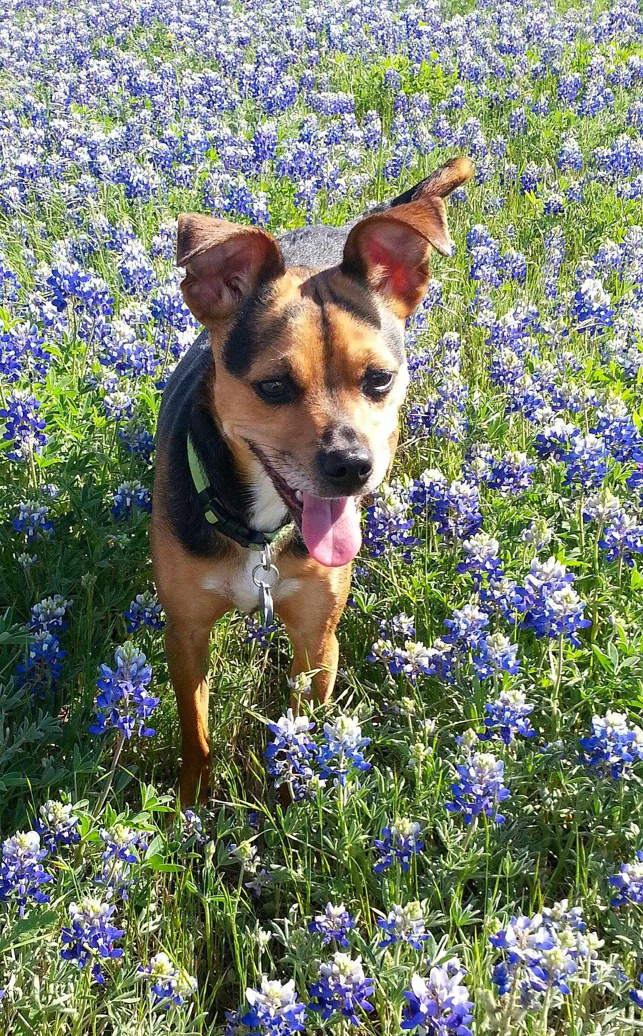 Cannoli joined the competition — help win amazing prizes! bluebonnet, canidae, carnivore, delphinium, dog, dog_breed, english_lavender, fawn, flower, flowering_plant, lavender, lupin, plant, texas_bluebonnet, wildflower