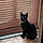 Binx