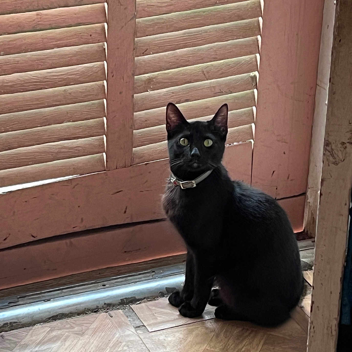 Binx is registered to the contest to win money with this photo: animal, black_cat, calm, cat, collar, curious, domestic_cat, feline, floor, household, indoor, looking, pet, quiet, rustic, shutters, sitting, vintage, window_covering, wooden_floor