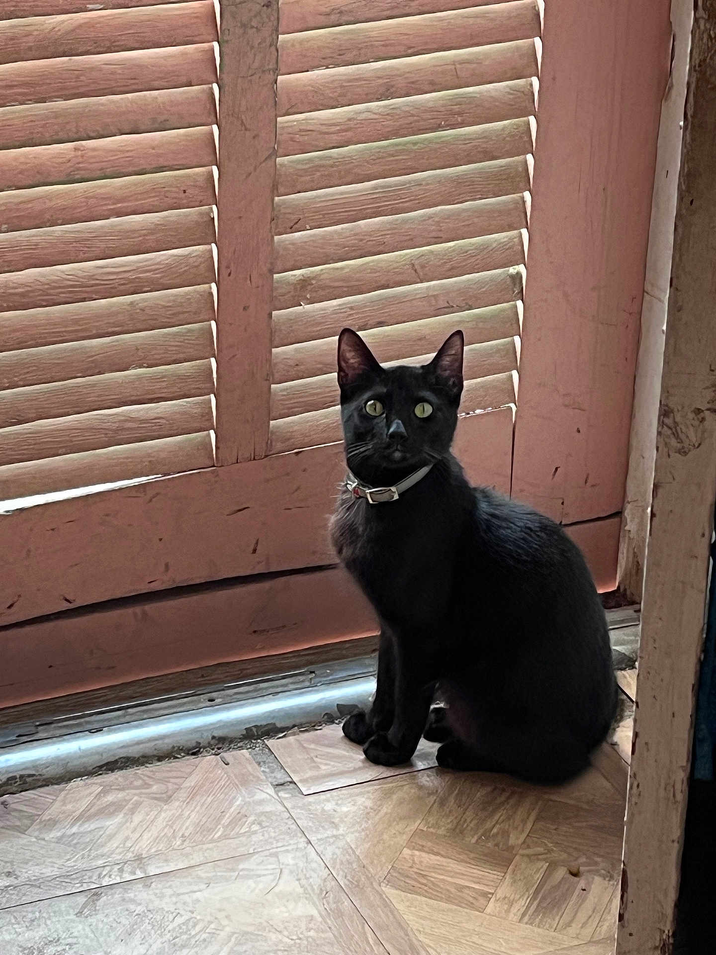 Binx is registered to the contest to win money with this photo: black_cat, cat, pet, indoor, floor, wooden_floor, shutters, window_covering, collar, animal, feline, sitting, looking, curious, domestic_cat, household, vintage, rustic, quiet, calm
