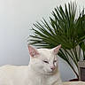 cat, white_cat, pet, animal, feline, lying_down, lounging, relaxed, sleepy, squinting, indoor, home, cushion, furniture, houseplant, palm_plant, greenery, portrait, close_up, calm