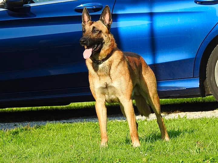 Packo participe au concours pour gagner de l'argent avec cette photo : automotive_exterior, belgian_shepherd_malinois, car, carnivore, dog, dog_breed, east_european_shepherd, electric_blue, fawn, german_shepherd_dog, grass, herding_dog, law_enforcement, old_german_shepherd_dog, sporting_group, tail, tire, vehicle, wheel, working_dog