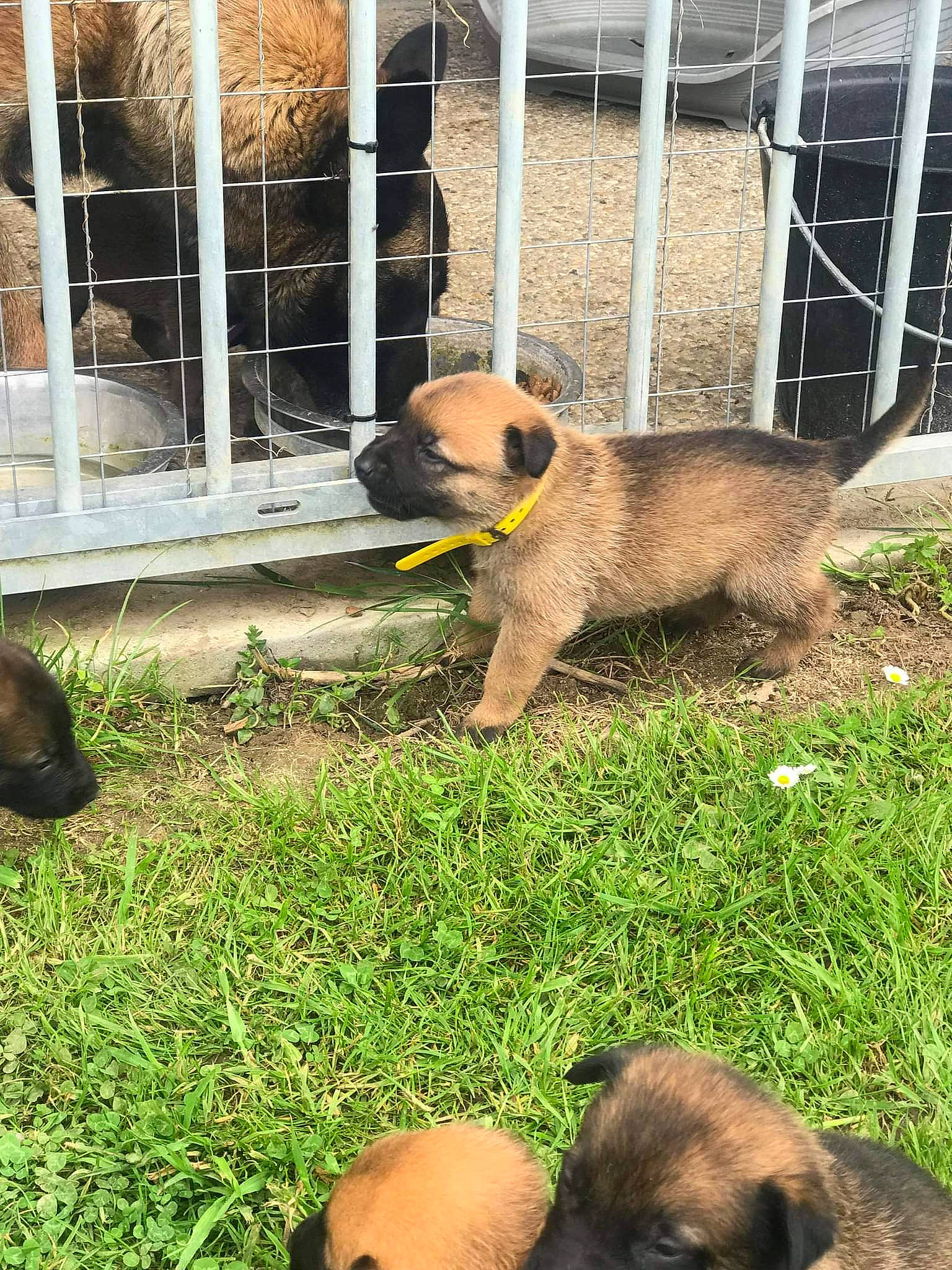 Packo participe au concours pour gagner de l'argent avec cette photo : animal_shelter, cage, canidae, carnivore, companion_dog, dog, dog_breed, fawn, fence, grass, lawn, mammal, snout, sporting_group, tail, terrestrial_animal, toy_dog, wildlife, working_animal, yard