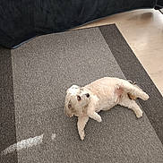 Happy participe au concours pour gagner de l'argent avec cette photo : animal, canine, carpet, cozy, curious, dog, domestic, floor, fur, furniture, home, indoor, laying_down, living_room, pet, relaxed, resting, small_dog, sunlight, white_dog