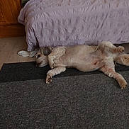 Hapoy participe au concours pour gagner de l'argent avec cette photo : dog, lying_down, carpet, bed, blanket, indoor, relaxed, sleeping, fur, pet, floor, cozy, resting, animal, home, quiet, calm, cute, canine, domestic