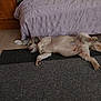 animal, bed, blanket, calm, canine, carpet, cozy, cute, dog, domestic, floor, fur, home, indoor, lying_down, pet, quiet, relaxed, resting, sleeping