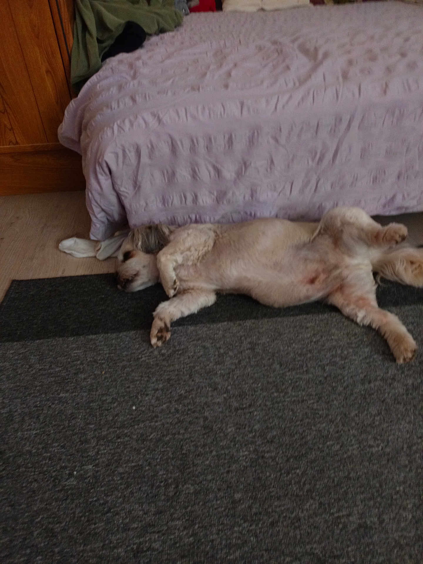 Hapoy participe au concours pour gagner de l'argent avec cette photo : dog, lying_down, carpet, bed, blanket, indoor, relaxed, sleeping, fur, pet, floor, cozy, resting, animal, home, quiet, calm, cute, canine, domestic