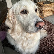 Lily is registered to the contest to win money with this photo: dog, golden_retriever, pet, indoor, carpet, wicker_basket, furniture, animal, canine, fur, closeup, portrait, home, domestic_animal, living_room, nose, ears, whiskers, floor, leather_chair