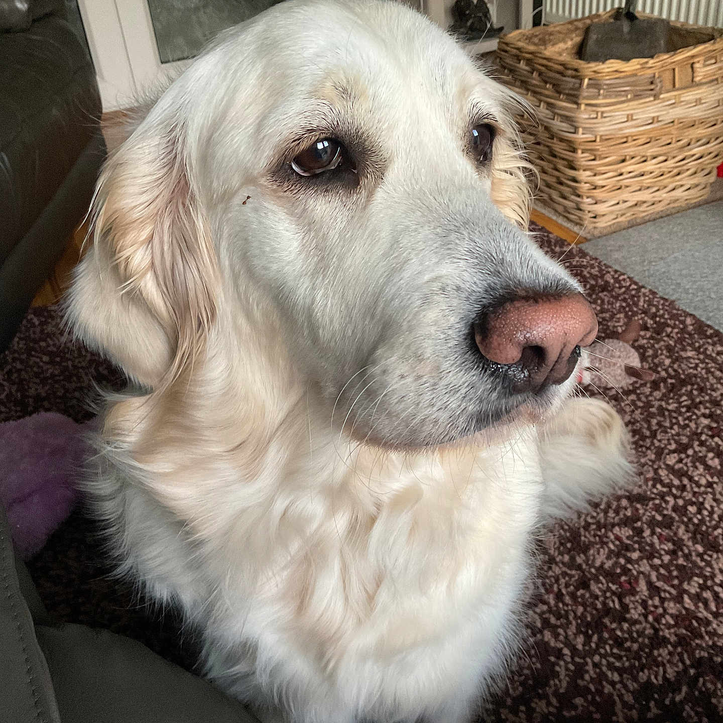 Lily is registered to the contest to win money with this photo: animal, canine, carpet, closeup, dog, domestic_animal, ears, floor, fur, furniture, golden_retriever, home, indoor, leather_chair, living_room, nose, pet, portrait, whiskers, wicker_basket