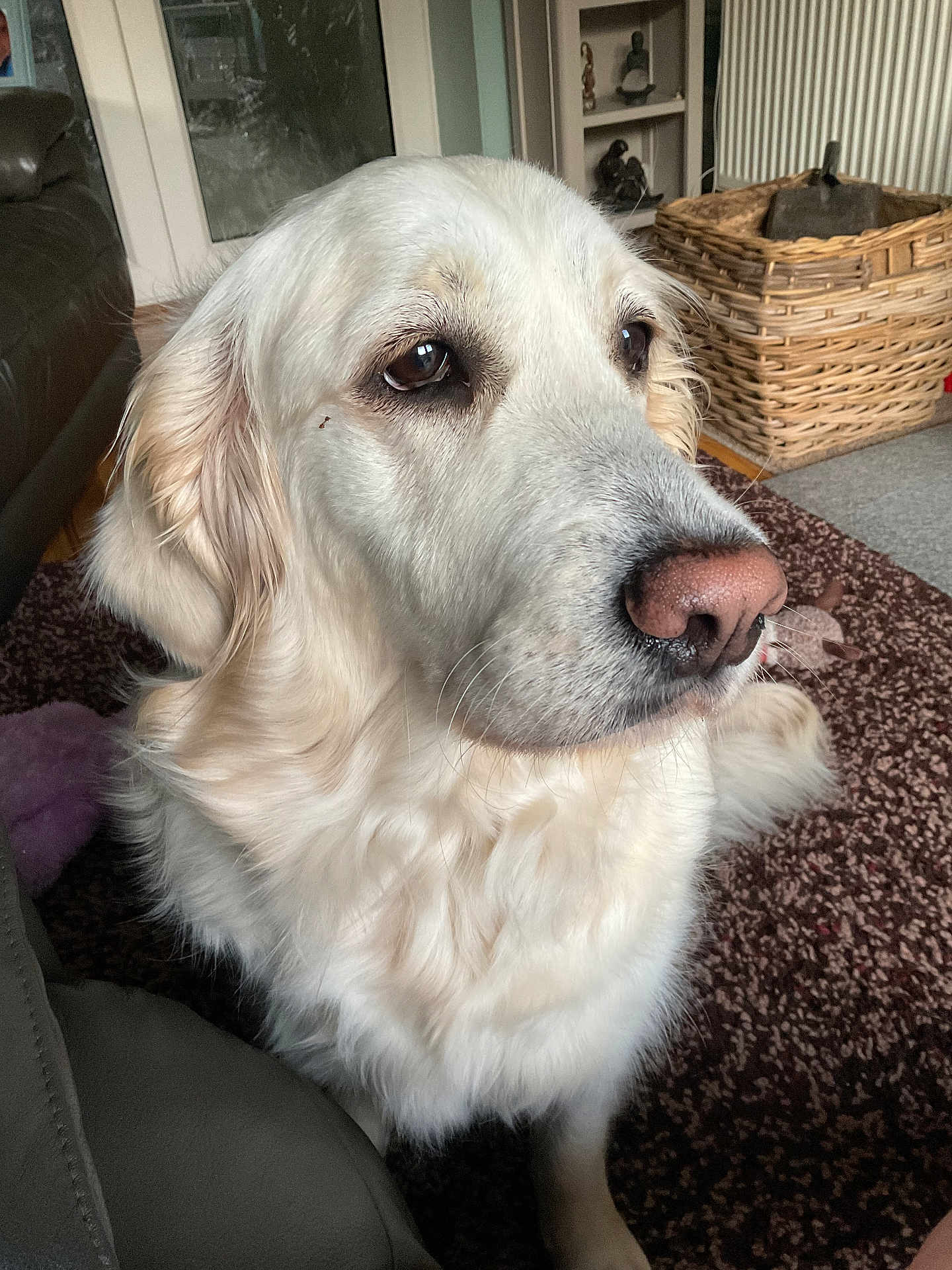Lily is registered to the contest to win money with this photo: dog, golden_retriever, pet, indoor, carpet, wicker_basket, furniture, animal, canine, fur, closeup, portrait, home, domestic_animal, living_room, nose, ears, whiskers, floor, leather_chair