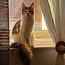animal, black_fur, calico_cat, cat, cozy, curtains, fluffy, home, indoor, longhaired, orange_fur, pet, portrait, rooftop, sitting, sunlight, tabby, white_fur, window, windowsill