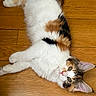 animal, calico, cat, closeup, curious, cute, domestic_cat, ears, feline, fluffy, fur, indoor, laying_down, looking, mammal, pet, portrait, relaxed, whiskers, wooden_floor