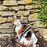Miya a rejoint le concours — aidez-le/la à gagner de superbes lots ! animal, autumn, black_fur, calico_cat, cat, dirt, feline, fluffy_tail, garden, harness, ivy, leash, leaves, longhaired_cat, orange_fur, outdoor, pet, sitting, stone_wall, white_fur