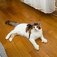 Miya participe au concours pour gagner de l'argent avec cette photo : animal, calico_cat, cat, curtains, ears, feline, fluffy, green_eyes, home, indoor, longhaired, lying_down, paws, pet, portrait, radiator, relaxed, tail, whiskers, wooden_floor
