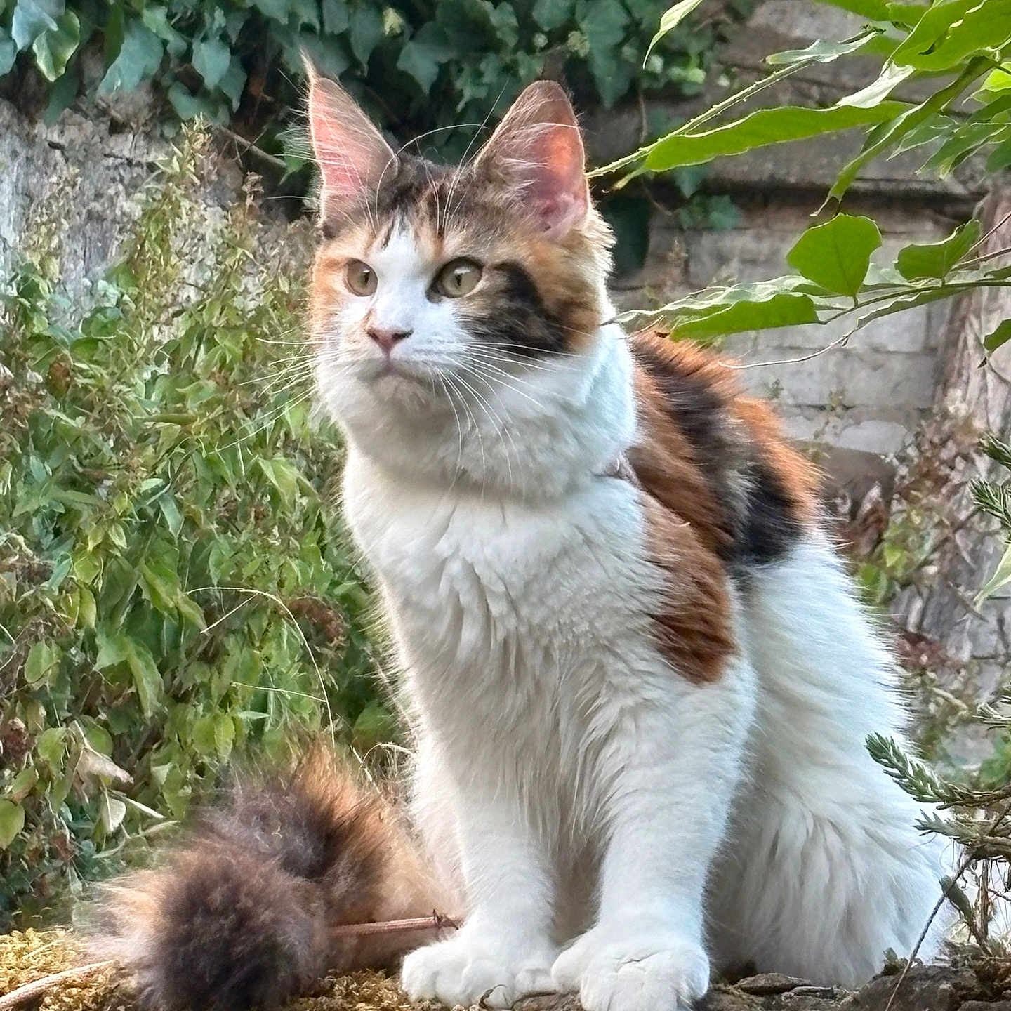 Miya