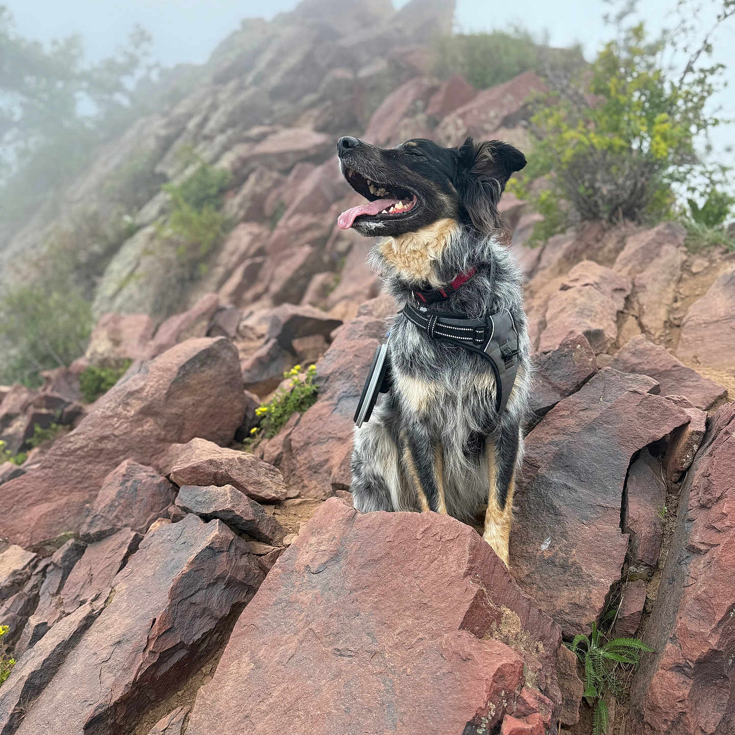 Remington joined the competition — help win amazing prizes! adventure, animal, canine, daytime, dog, explorer, fur, happy, harness, landscape, mist, mountain, nature, outdoor, rock, scenery, sitting, tongue_out, wild, wilderness